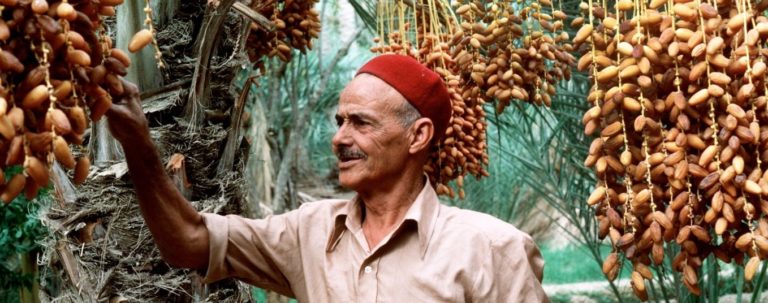 Dates farmer in the palm field getting fruits out of the tree
